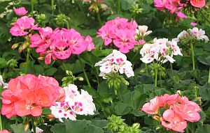 [Geranium varieties]