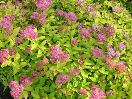 [Goldflame Spirea]