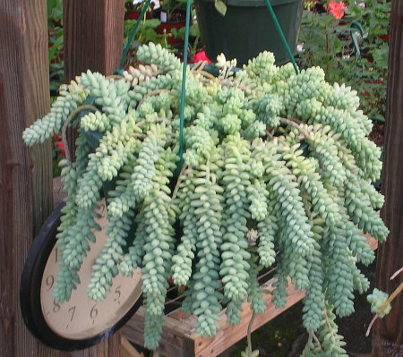 hanging succulents